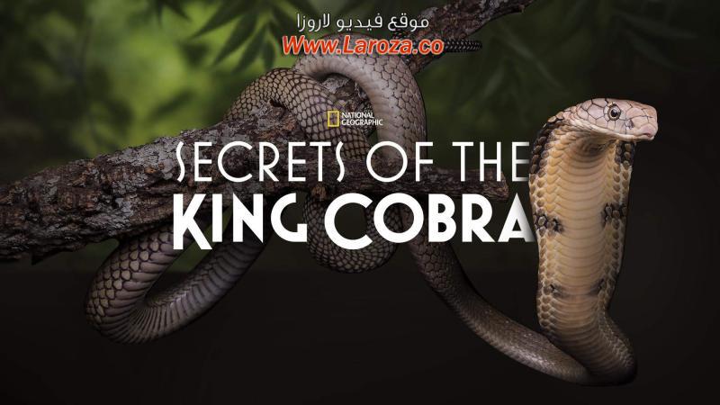 فيلم Secrets of the King Cobra 2010 مترجم HD اون لاين